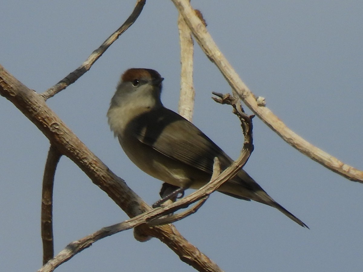 Eurasian Blackcap - ML644285025