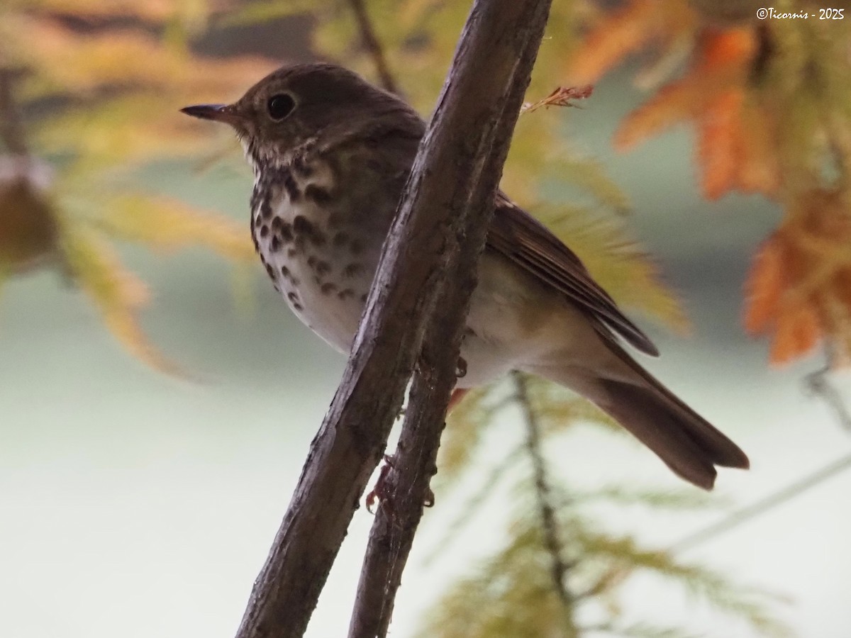 Einsiedler-Musendrossel (faxoni/crymophilus) - ML644285040