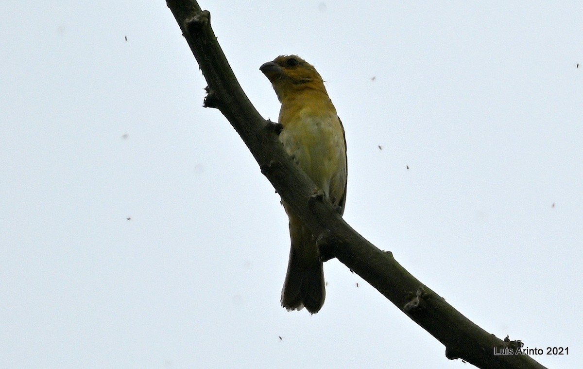 Gelbbauchspelzer - ML644285050