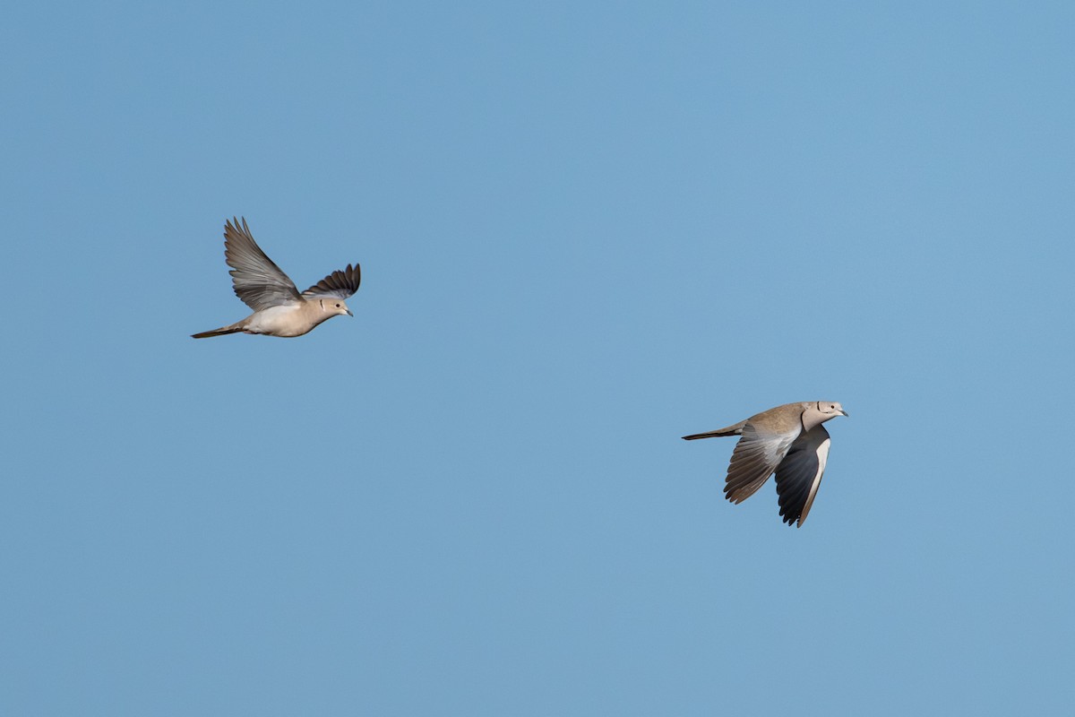 Eurasian Collared-Dove - ML644285052