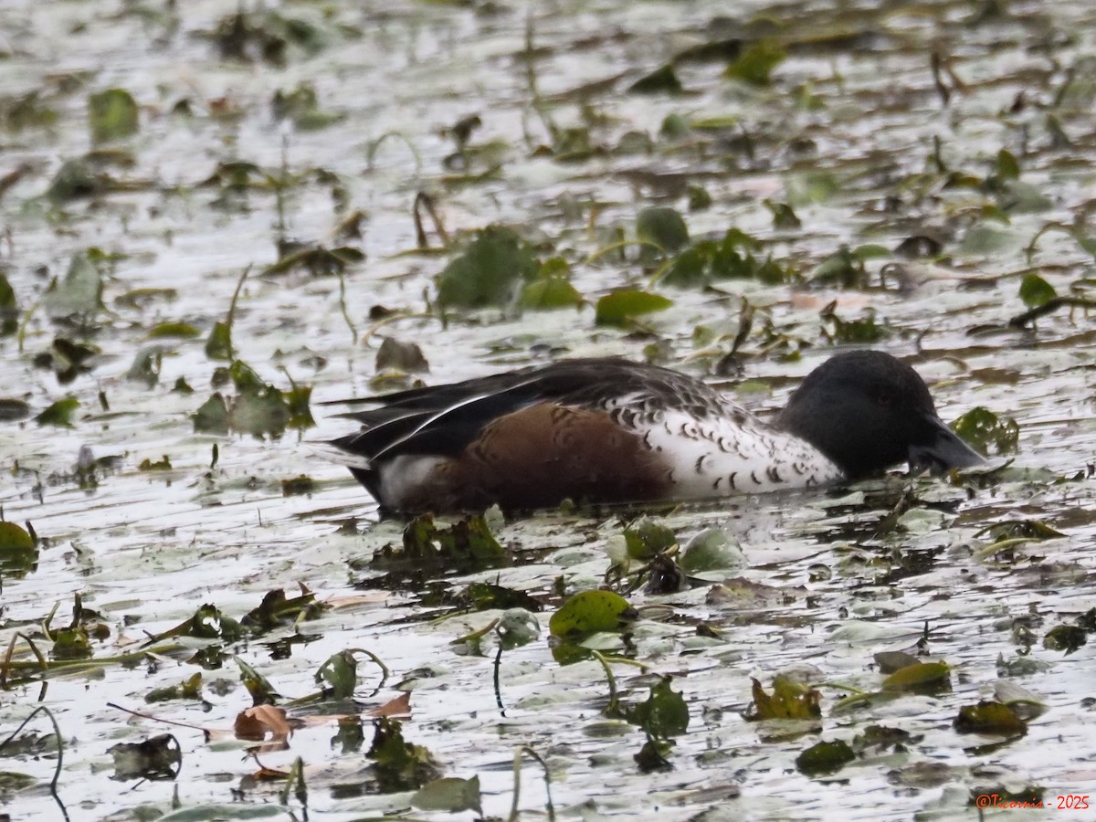 Löffelente - ML644285054