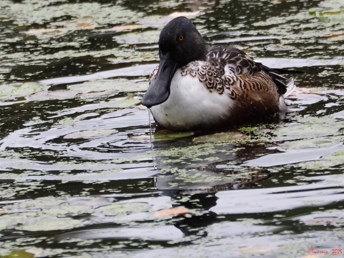 Löffelente - ML644285055