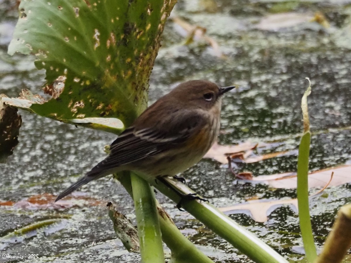 Kronenwaldsänger (coronata) - ML644285063