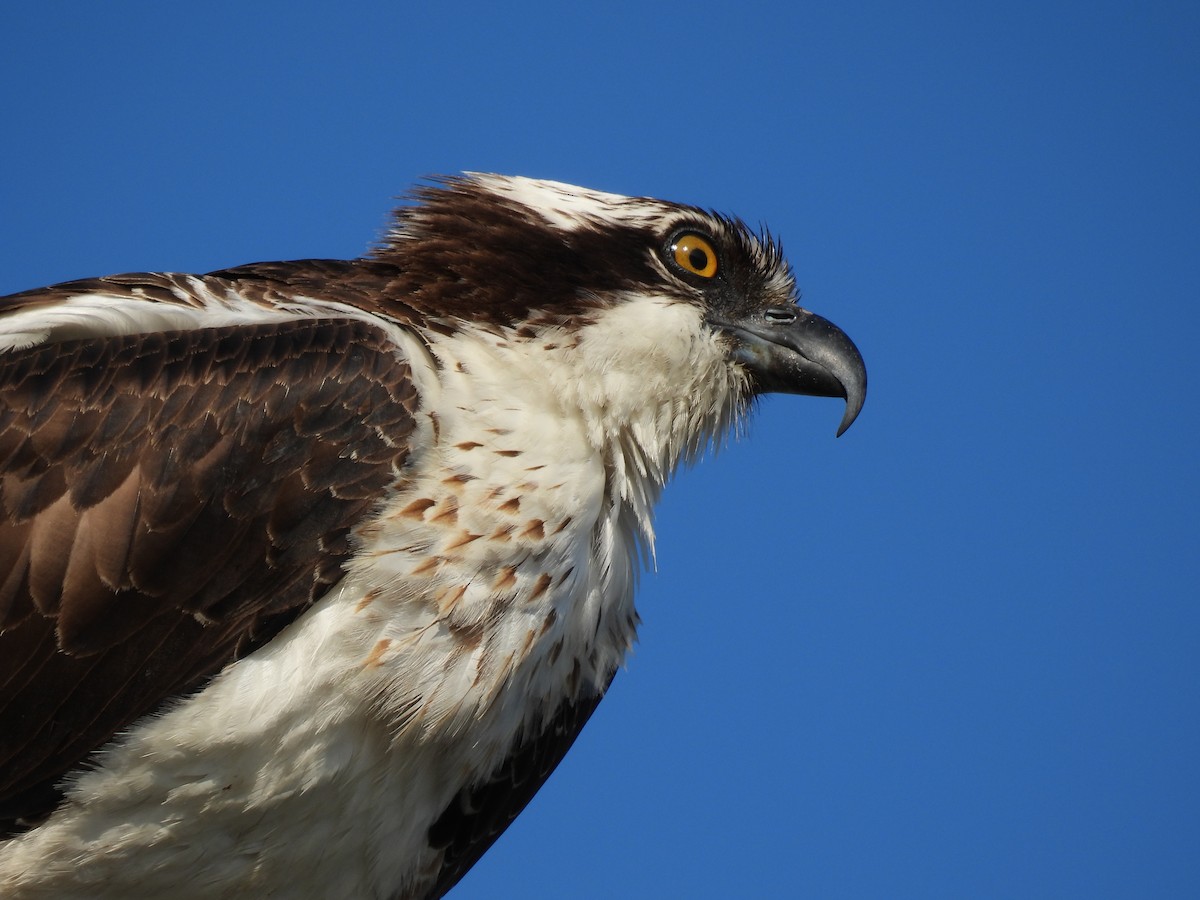 Загасч явлаг - ML644285081