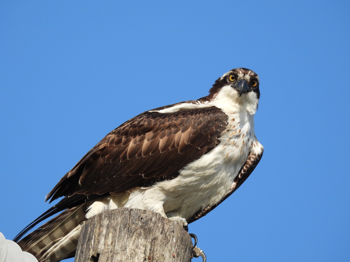 Загасч явлаг - ML644285082