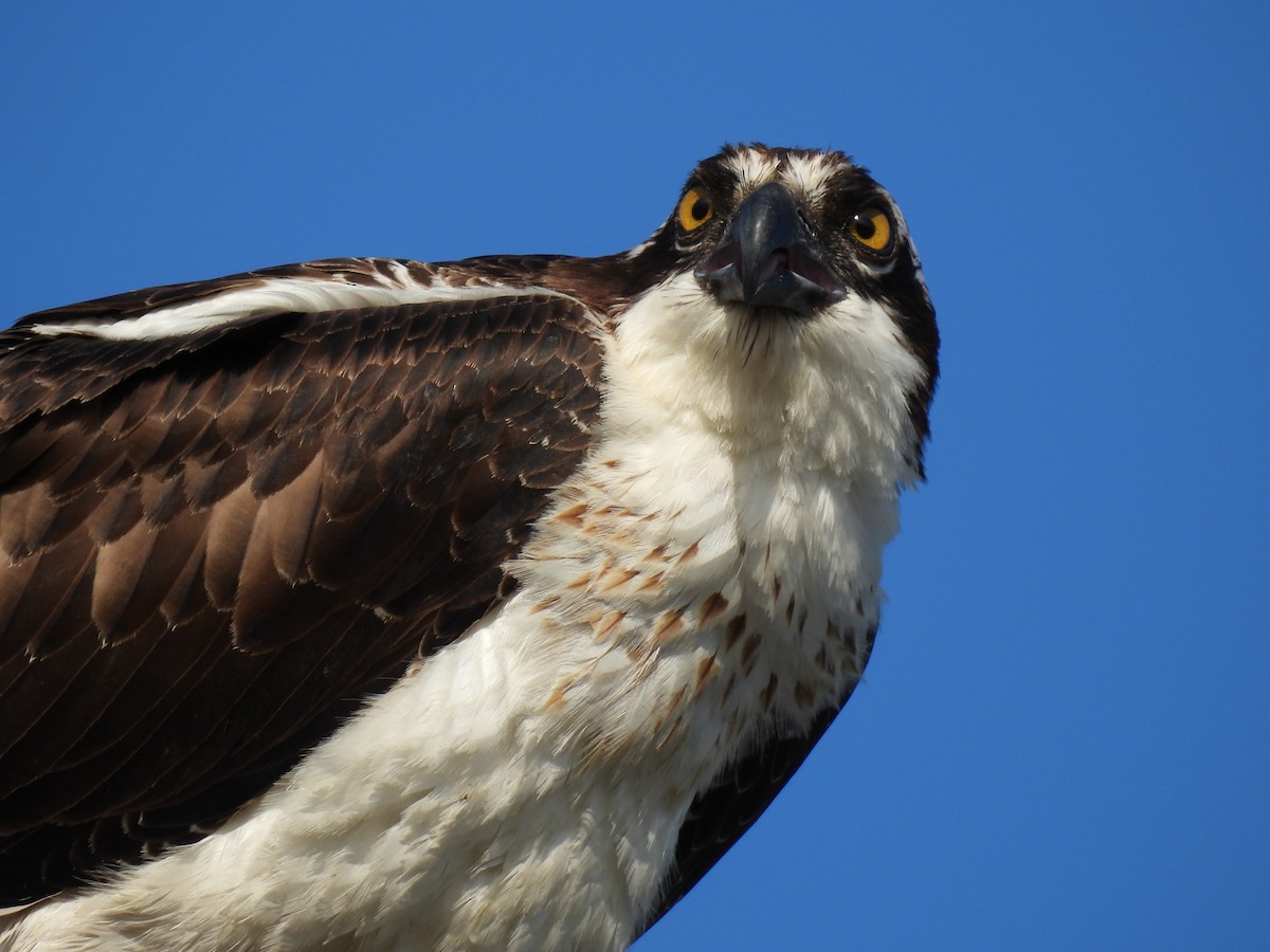 Загасч явлаг - ML644285083