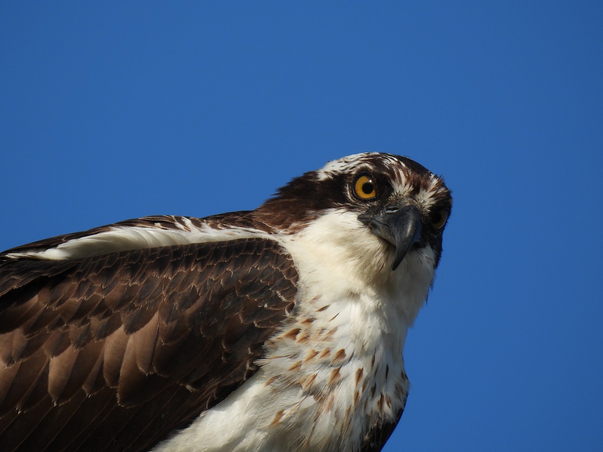 Загасч явлаг - ML644285085