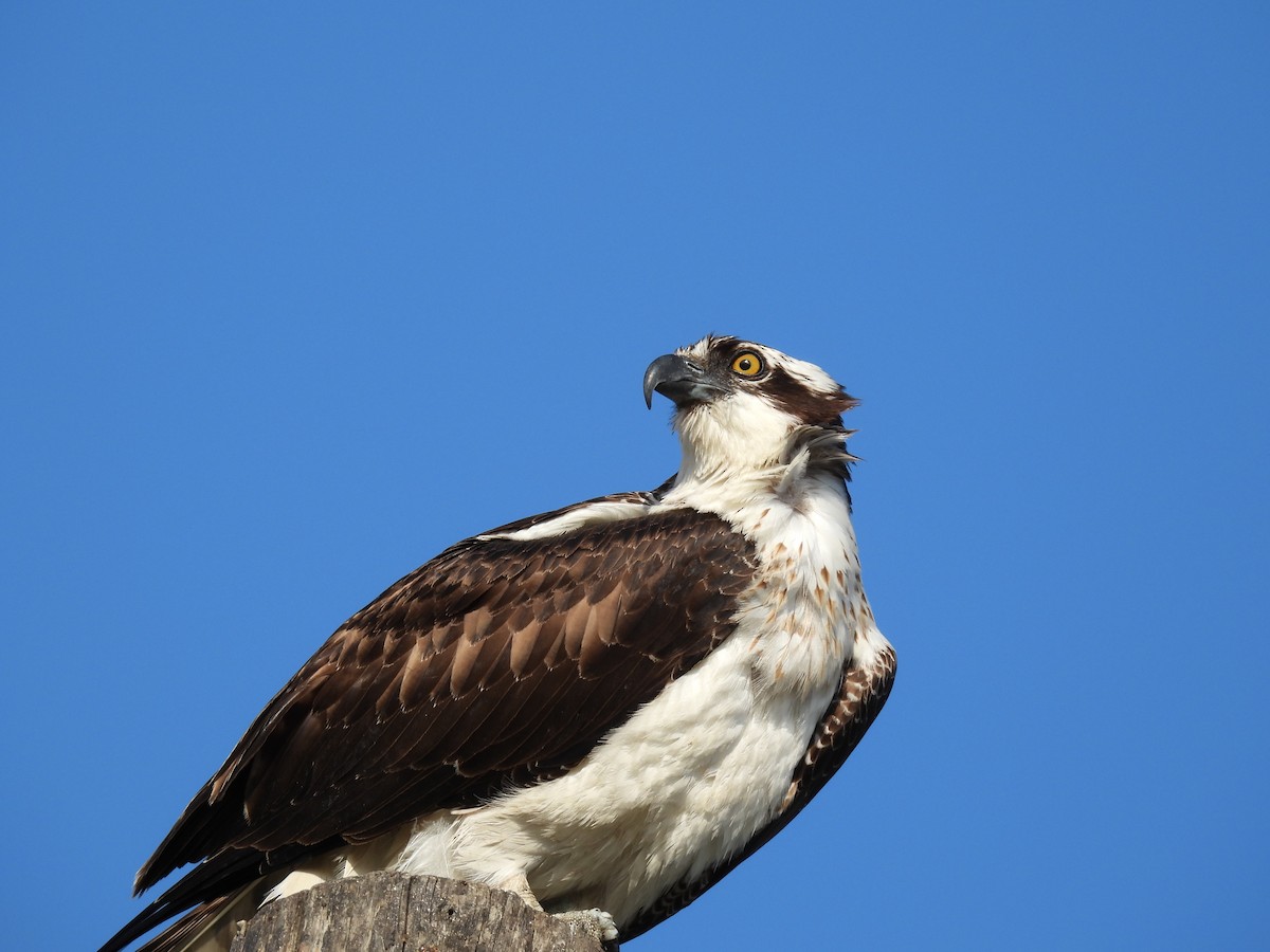 Загасч явлаг - ML644285086