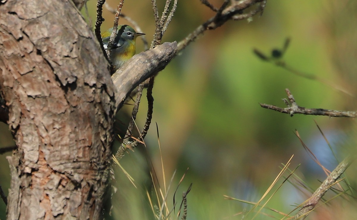 Очковая древесница - ML644285087