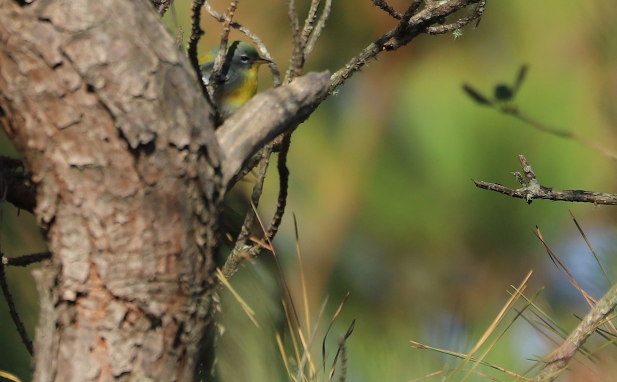 Очковая древесница - ML644285088