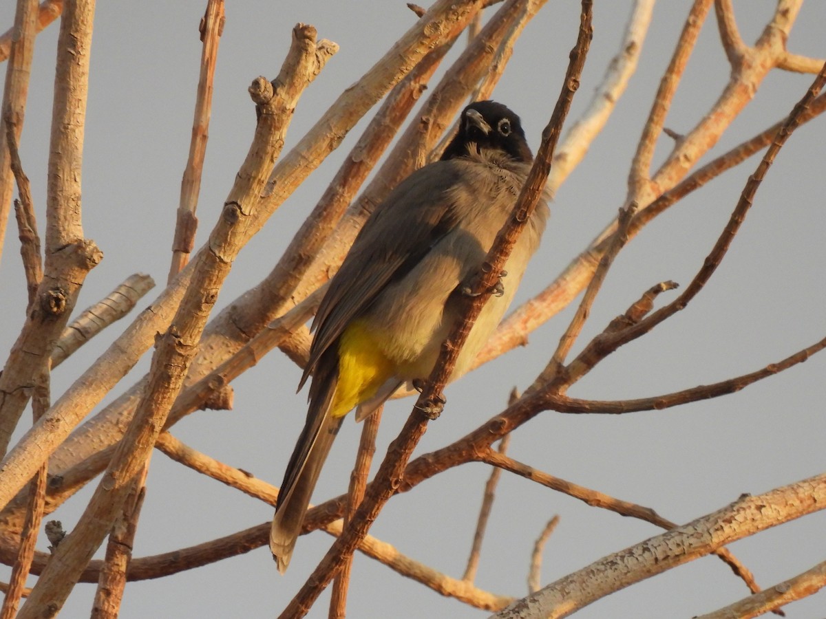 White-spectacled Bulbul - ML644285089
