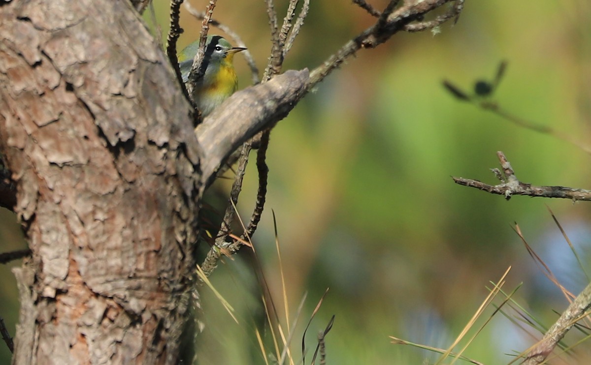 Очковая древесница - ML644285091