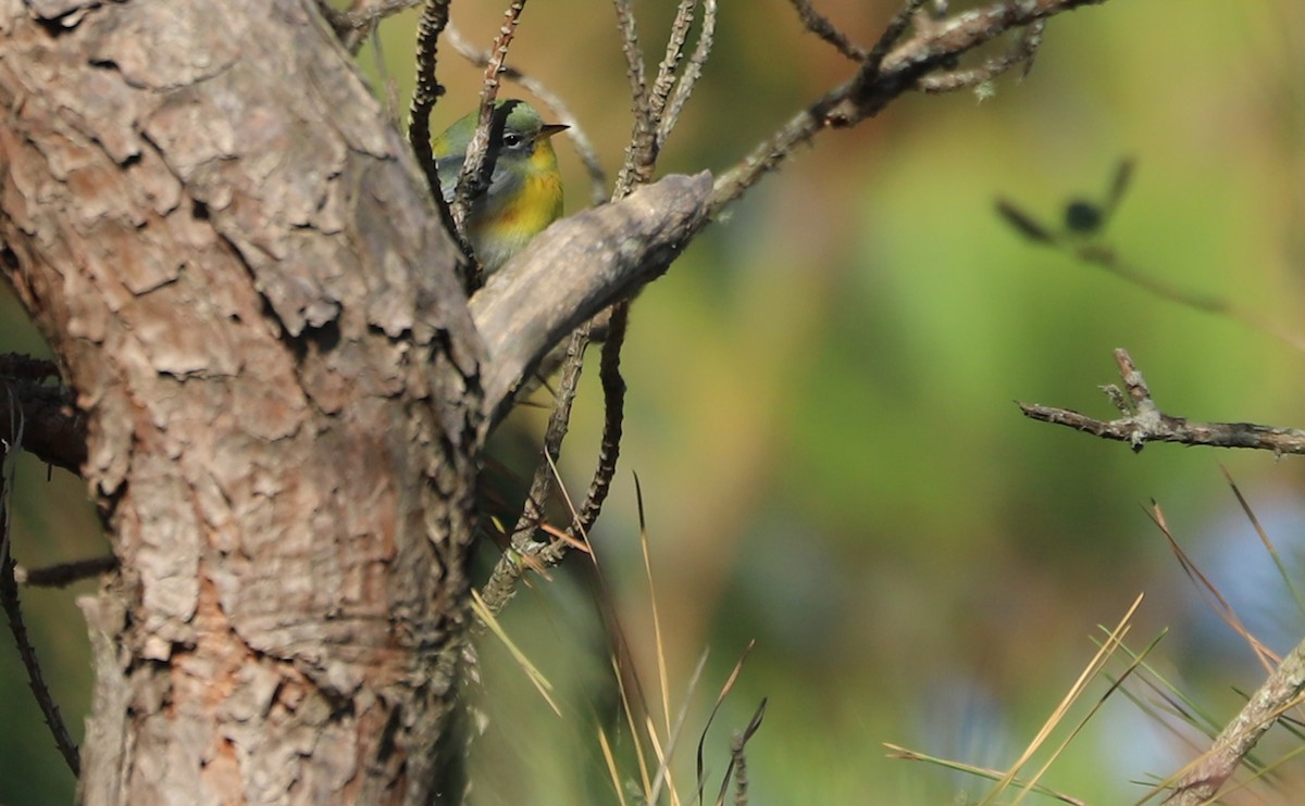 Очковая древесница - ML644285095