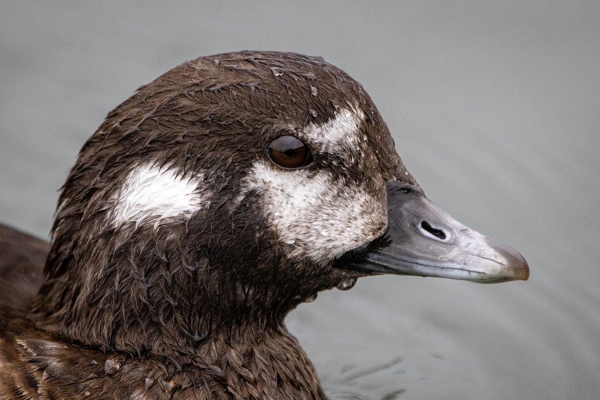 Harlequin Duck - ML644285096