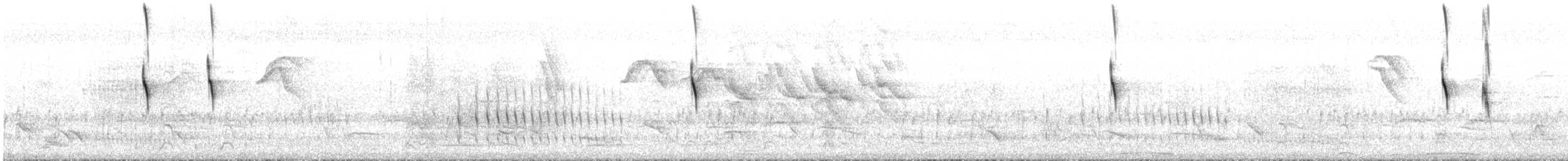 White-throated Kingbird - ML644285101