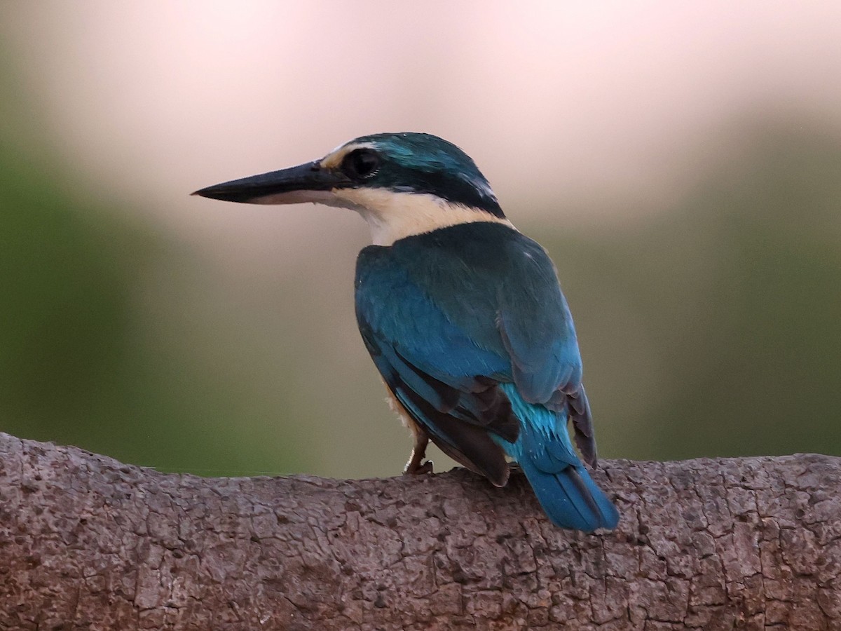 ledňáček posvátný - ML644285111