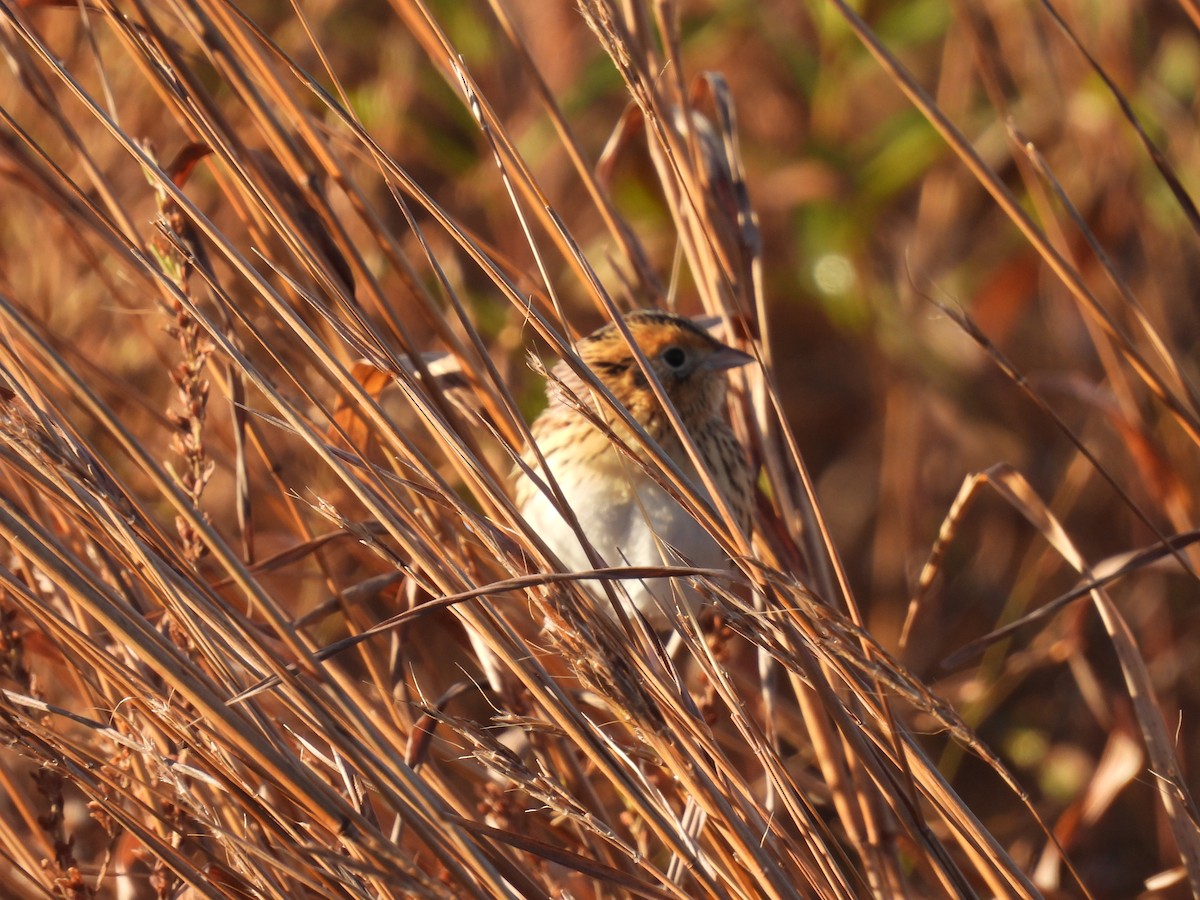 LeConte's Sparrow - ML644285113