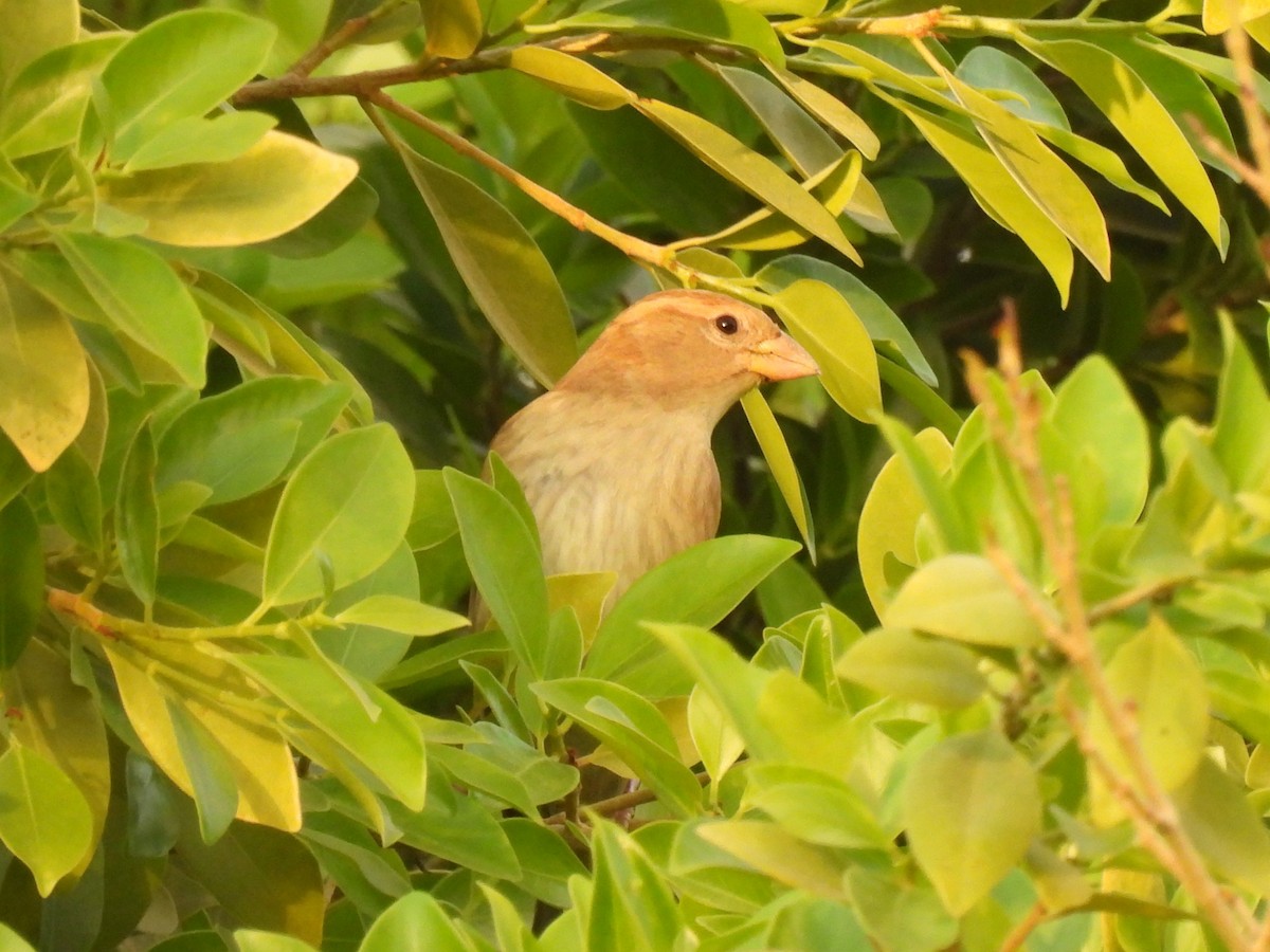 Spanish Sparrow - ML644285115