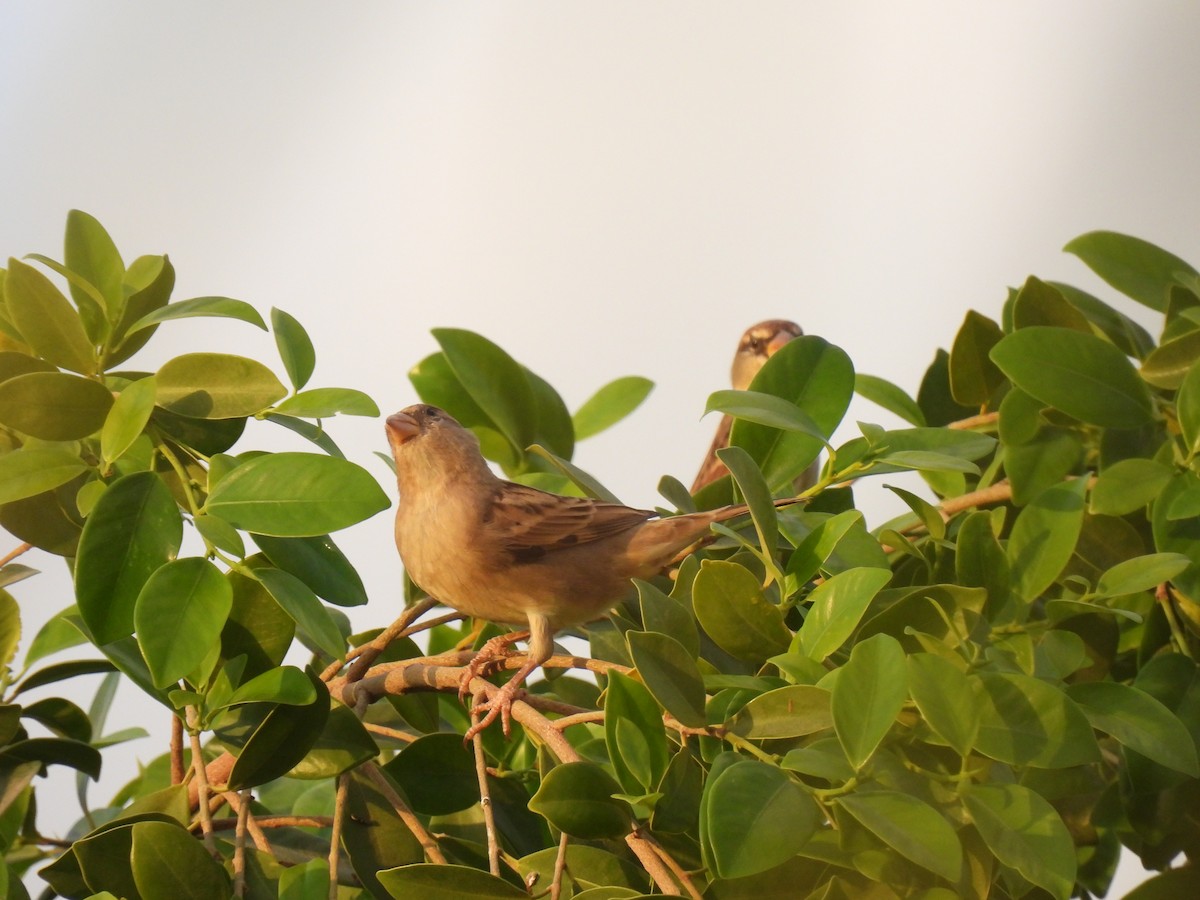 Spanish Sparrow - ML644285116