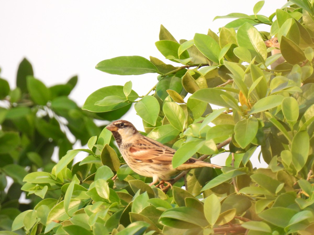 Spanish Sparrow - ML644285117