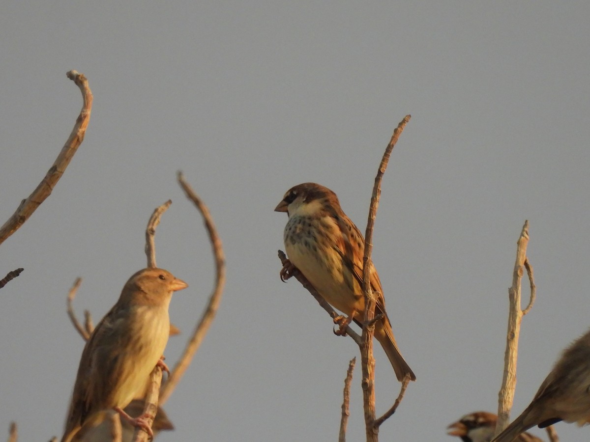 Spanish Sparrow - ML644285118