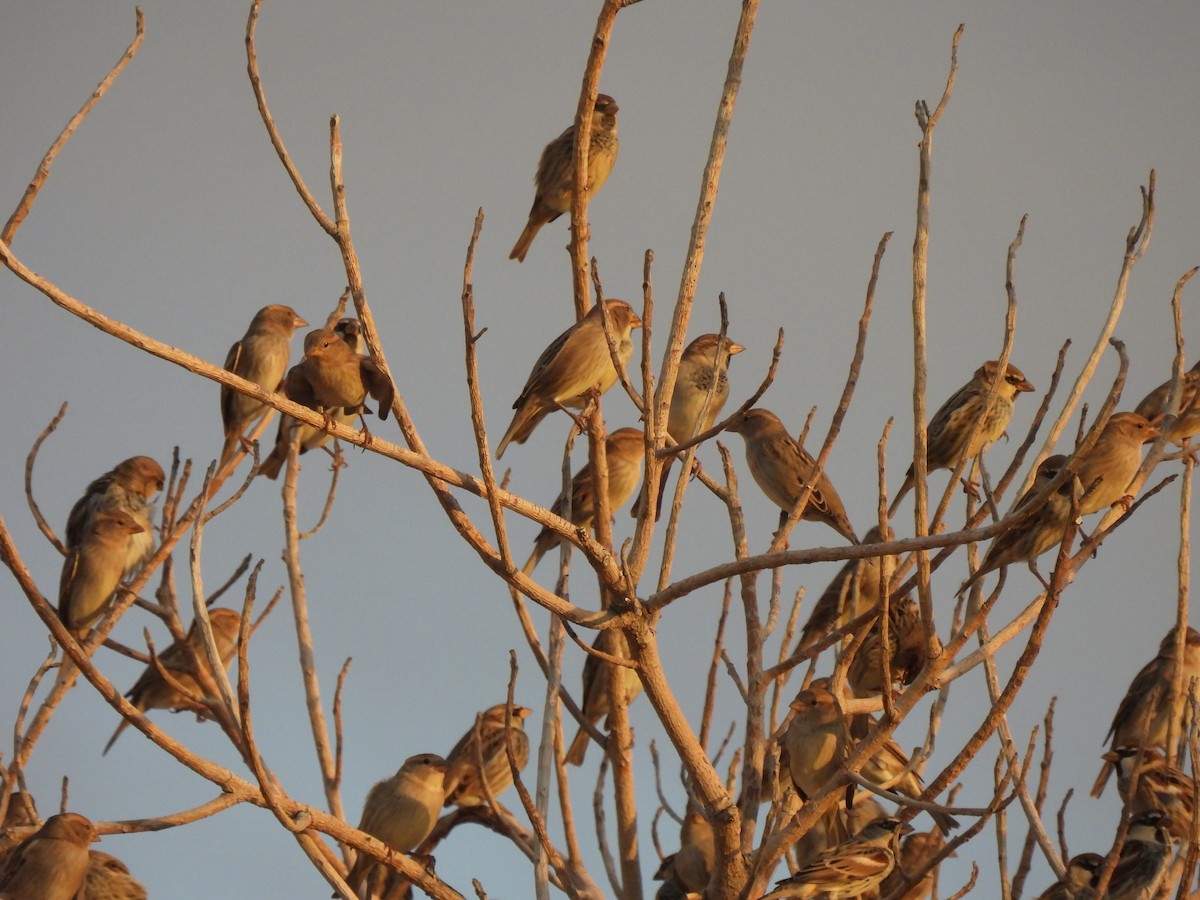 Spanish Sparrow - ML644285119