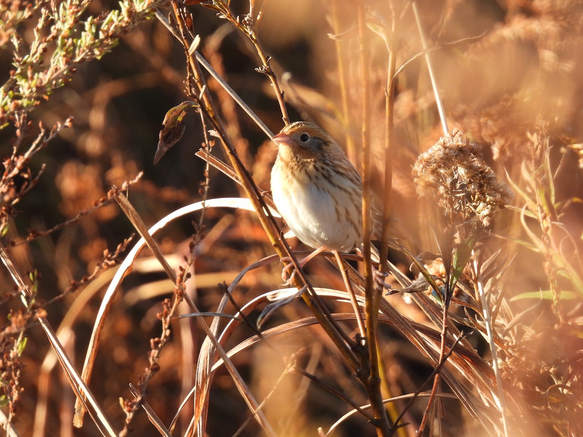 LeConte's Sparrow - ML644285128