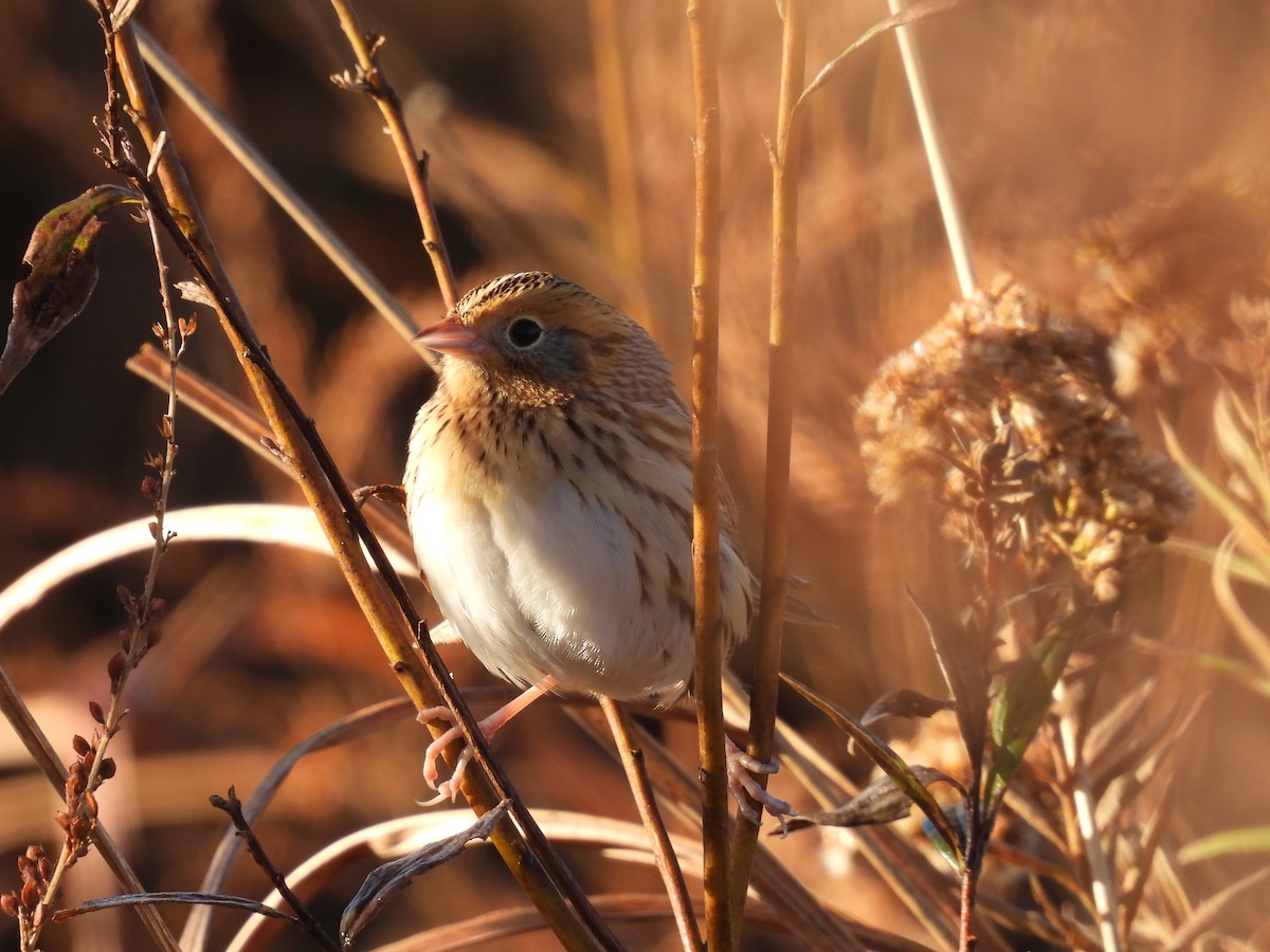 gråørespurv - ML644285131