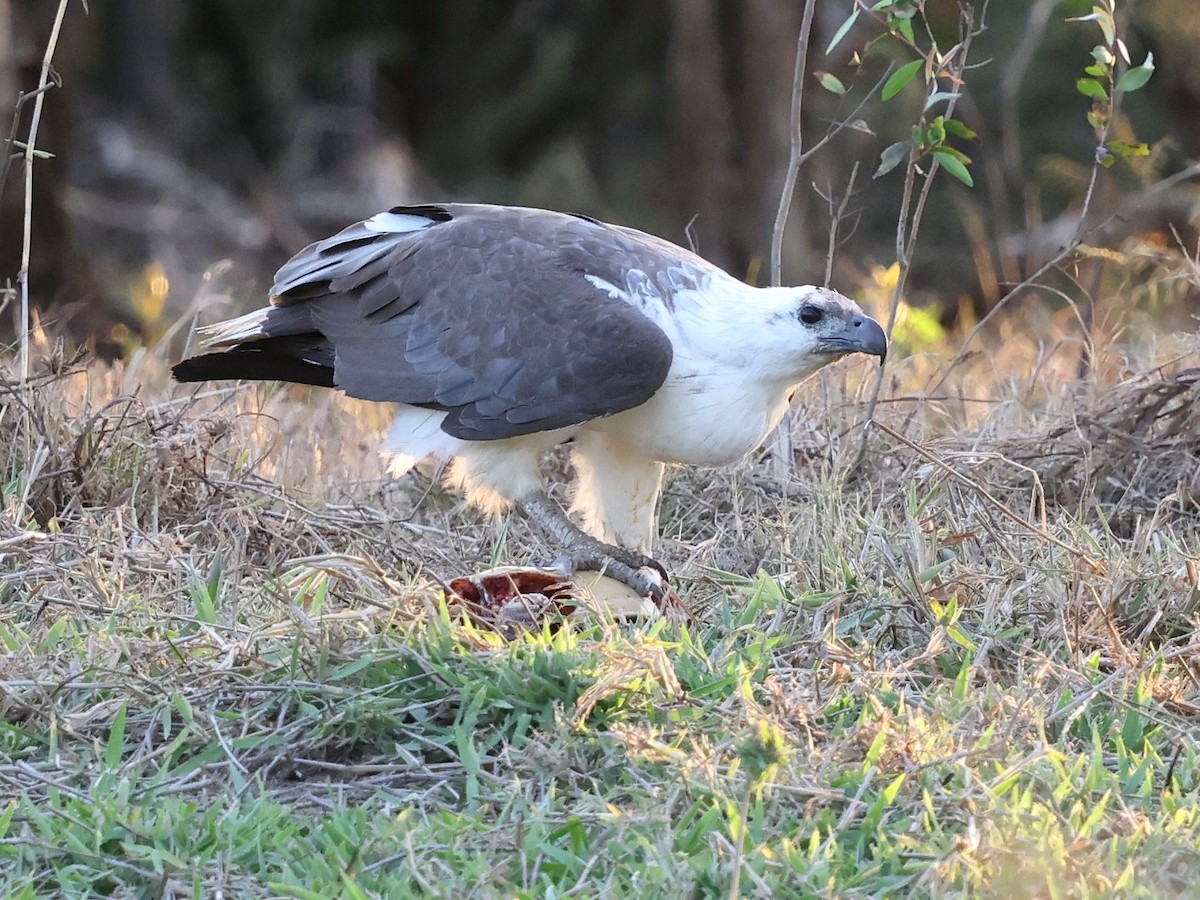 orel bělobřichý - ML644285136
