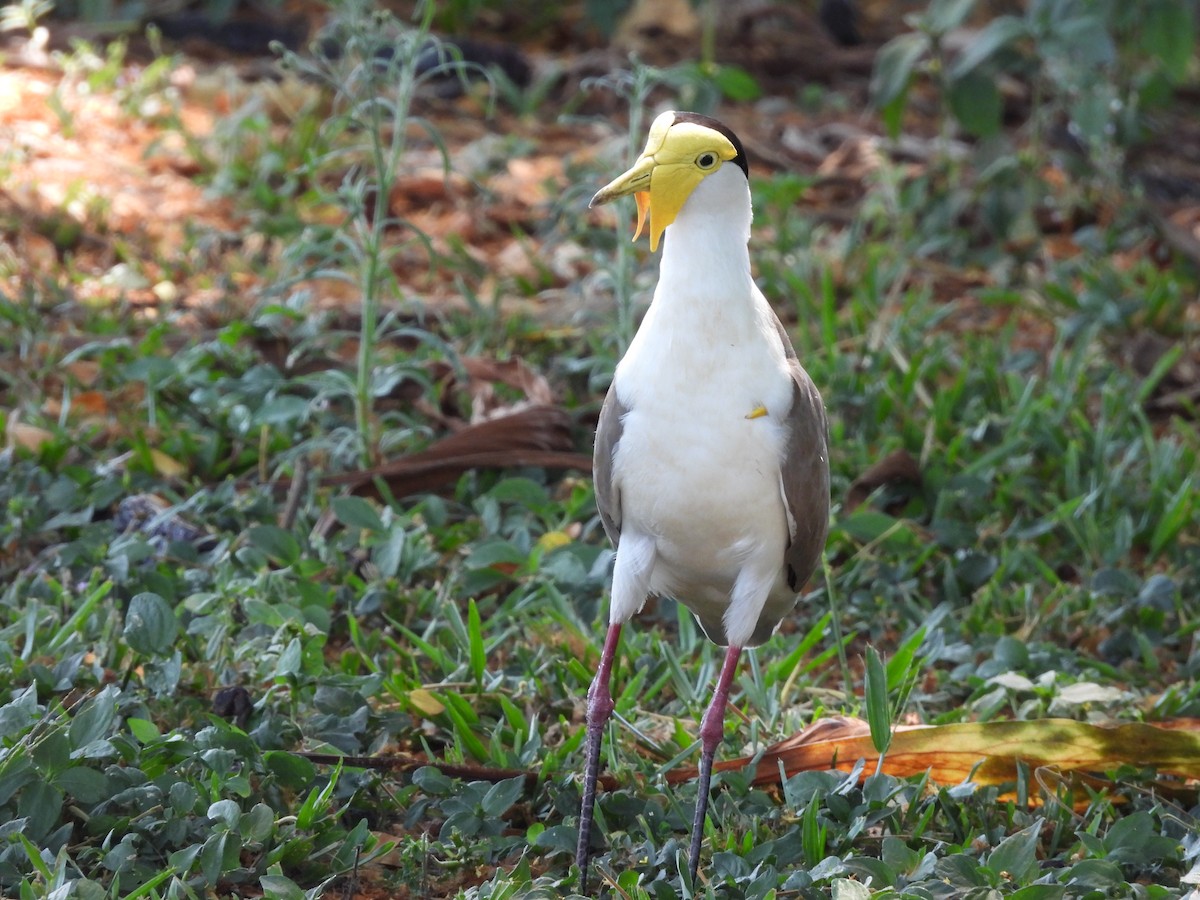 čejka australská - ML644285140