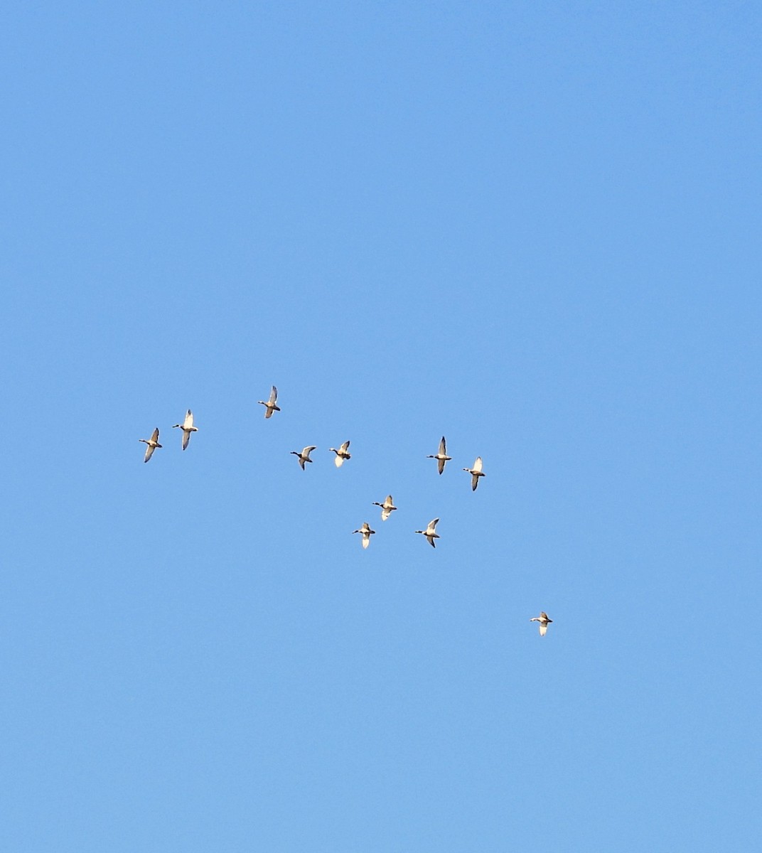 Зэрлэг нугас - ML644285141