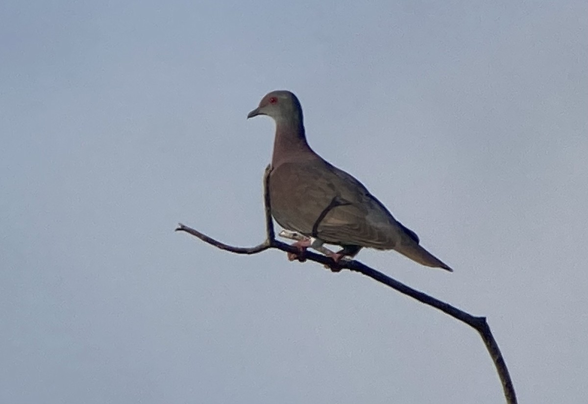 Pale-vented Pigeon - ML644285150