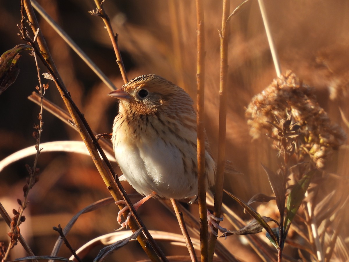 gråørespurv - ML644285157