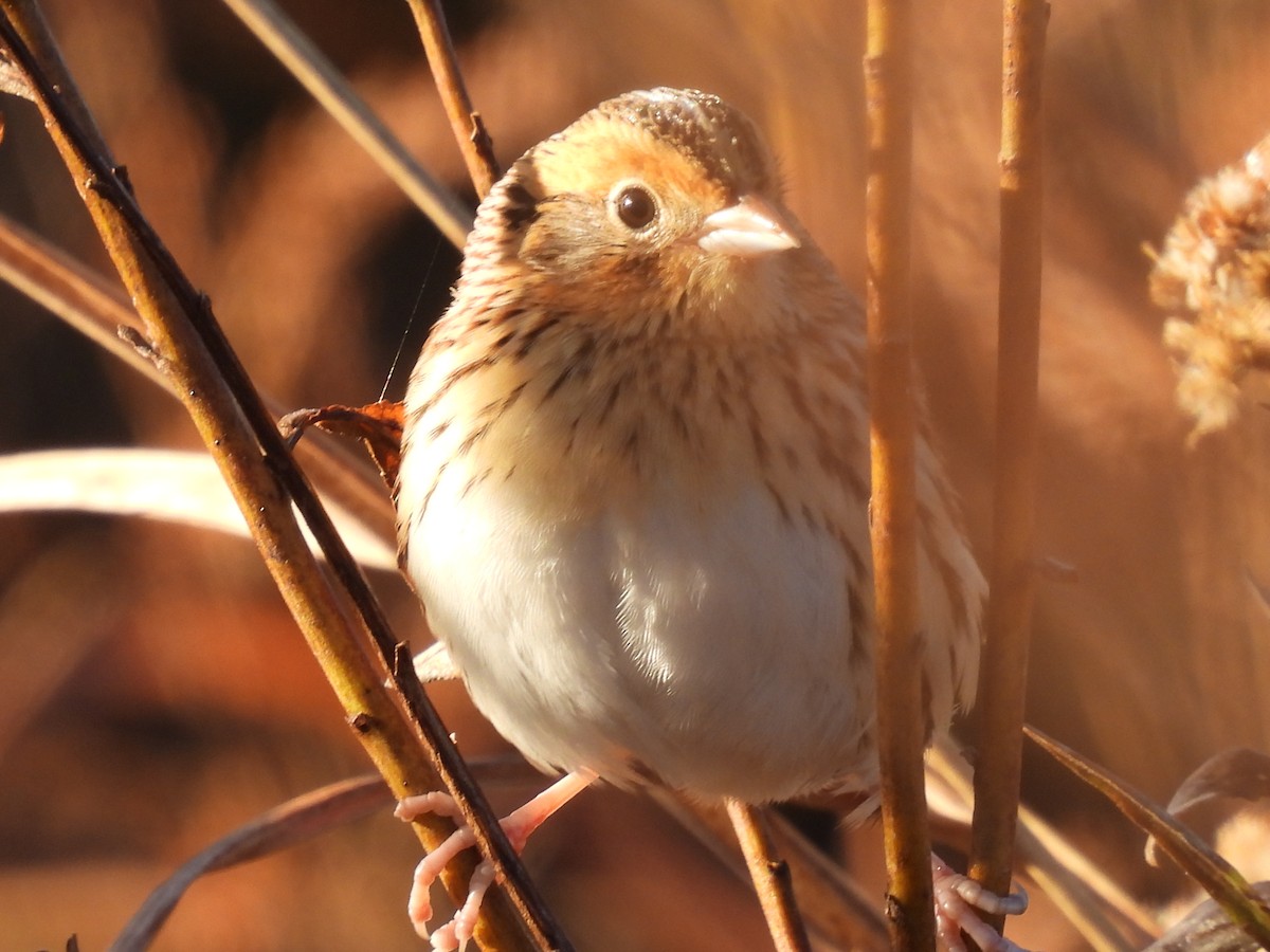 gråørespurv - ML644285177