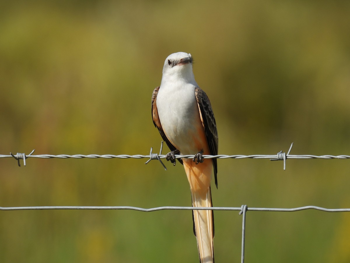 Scissor-tailed Flycatcher - ML644285180