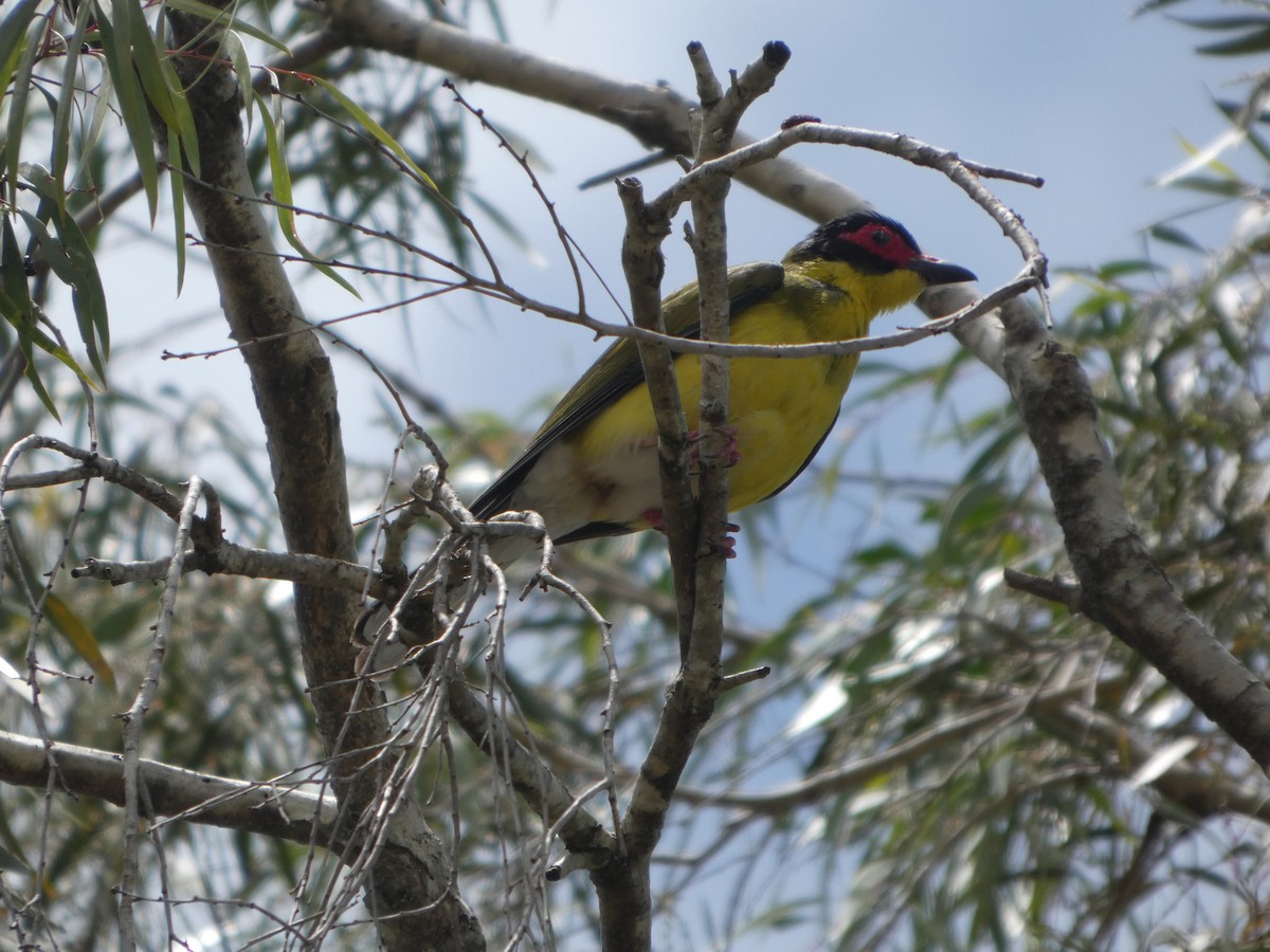 Australasian Figbird - ML644285181