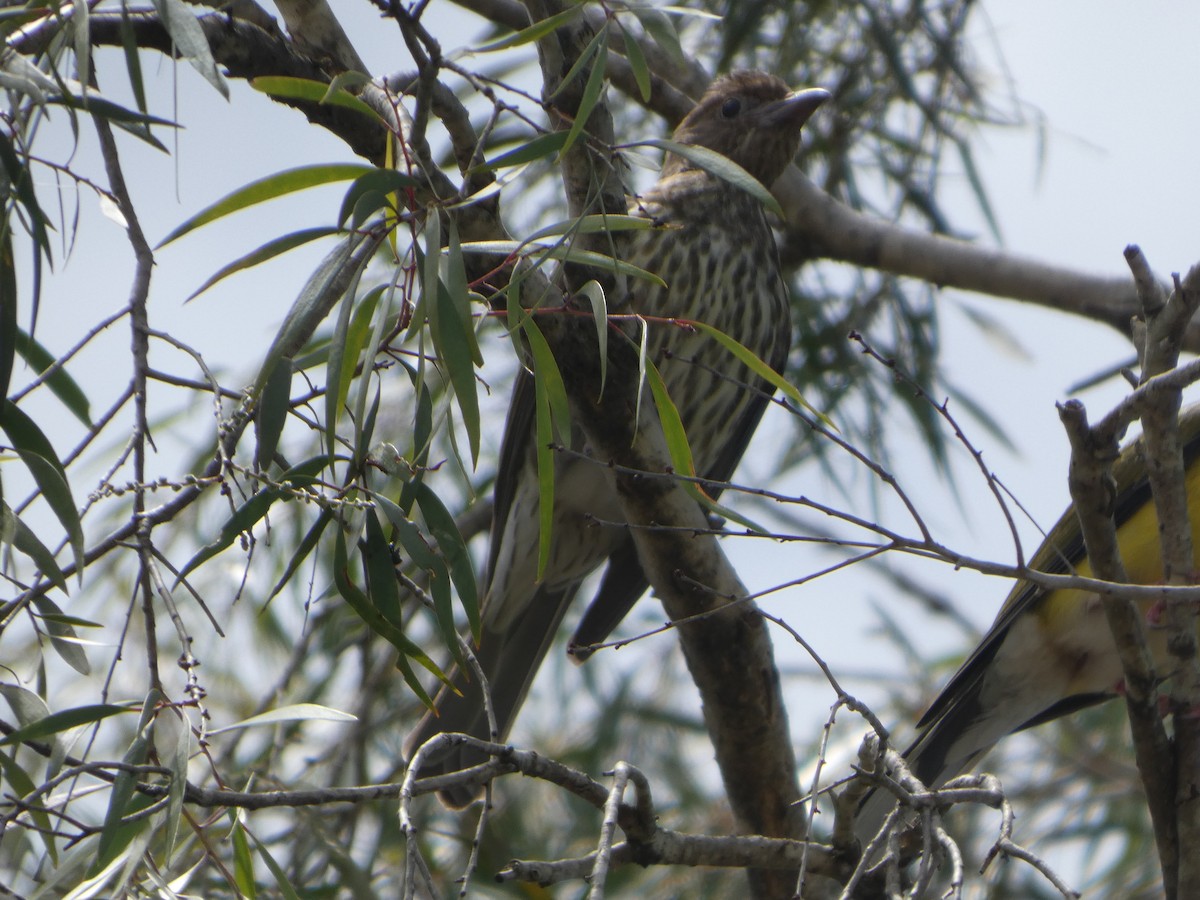 Australasian Figbird - ML644285182