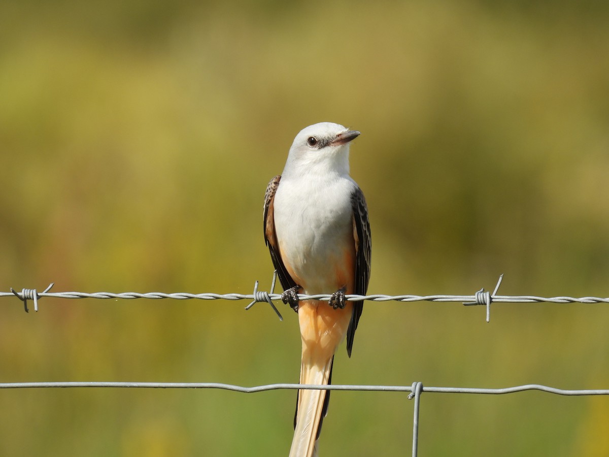 Scissor-tailed Flycatcher - ML644285183