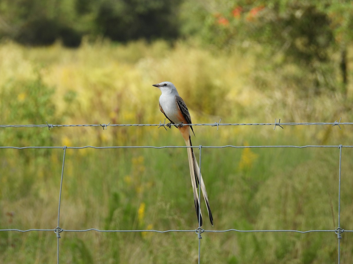 Scissor-tailed Flycatcher - ML644285184