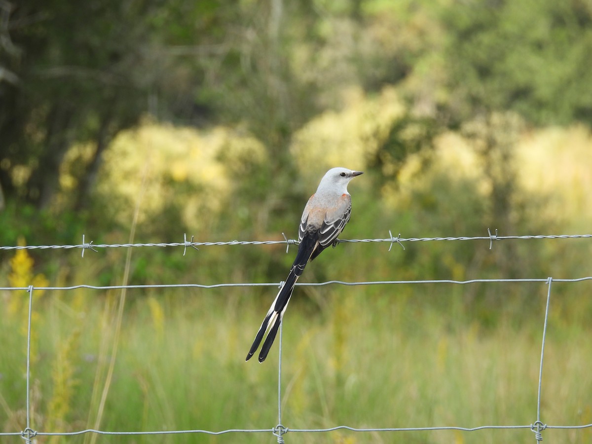 Scissor-tailed Flycatcher - ML644285185