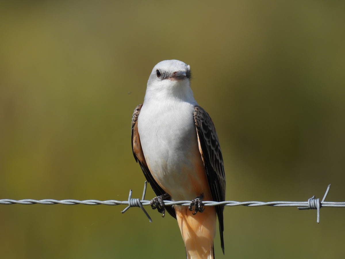 Scissor-tailed Flycatcher - ML644285186
