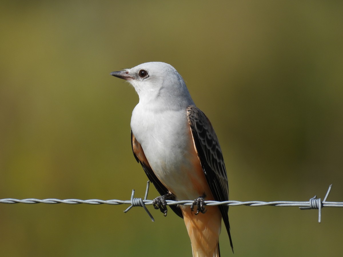 Scissor-tailed Flycatcher - ML644285187