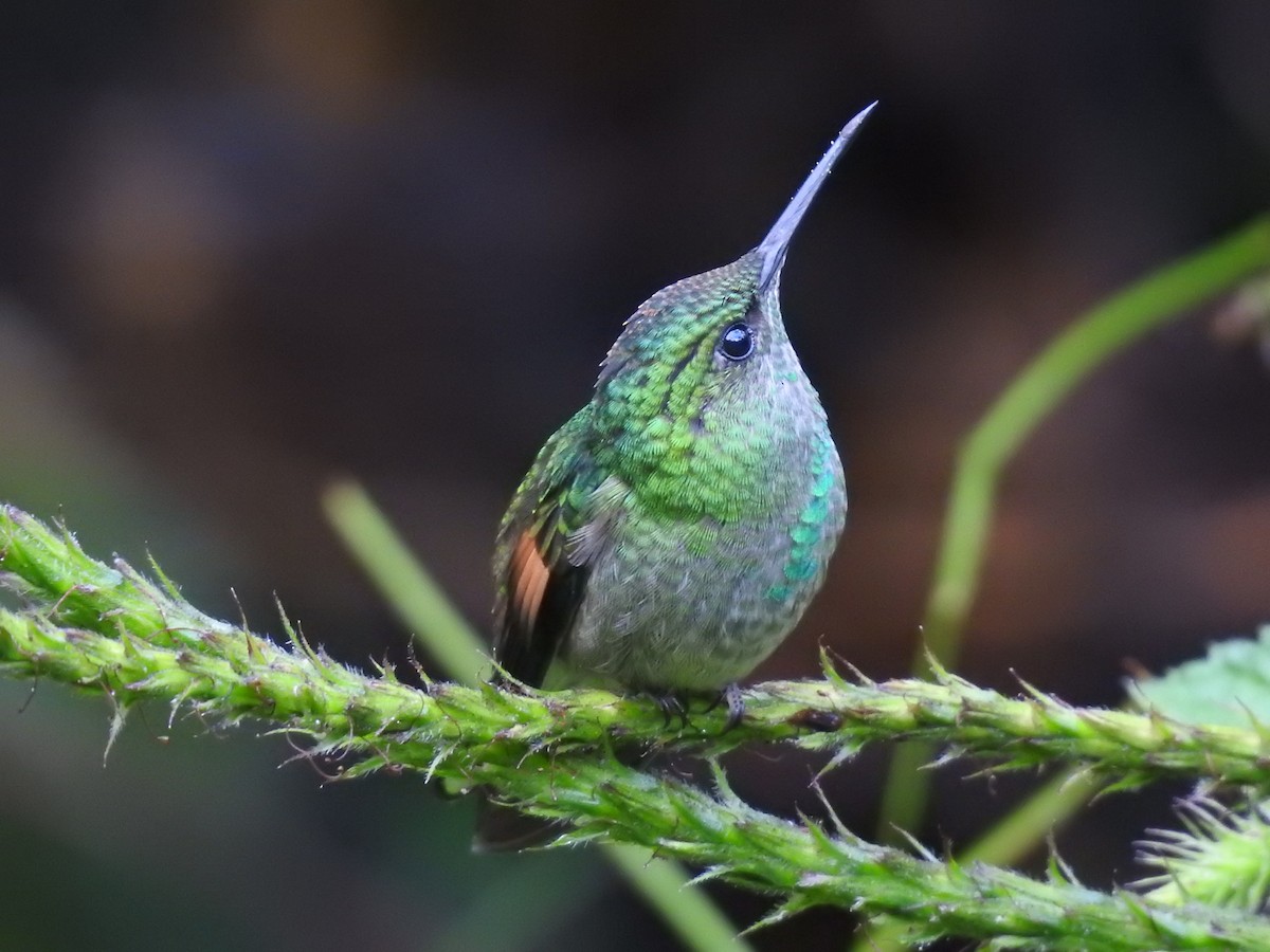 Colibri à épaulettes - ML644285188
