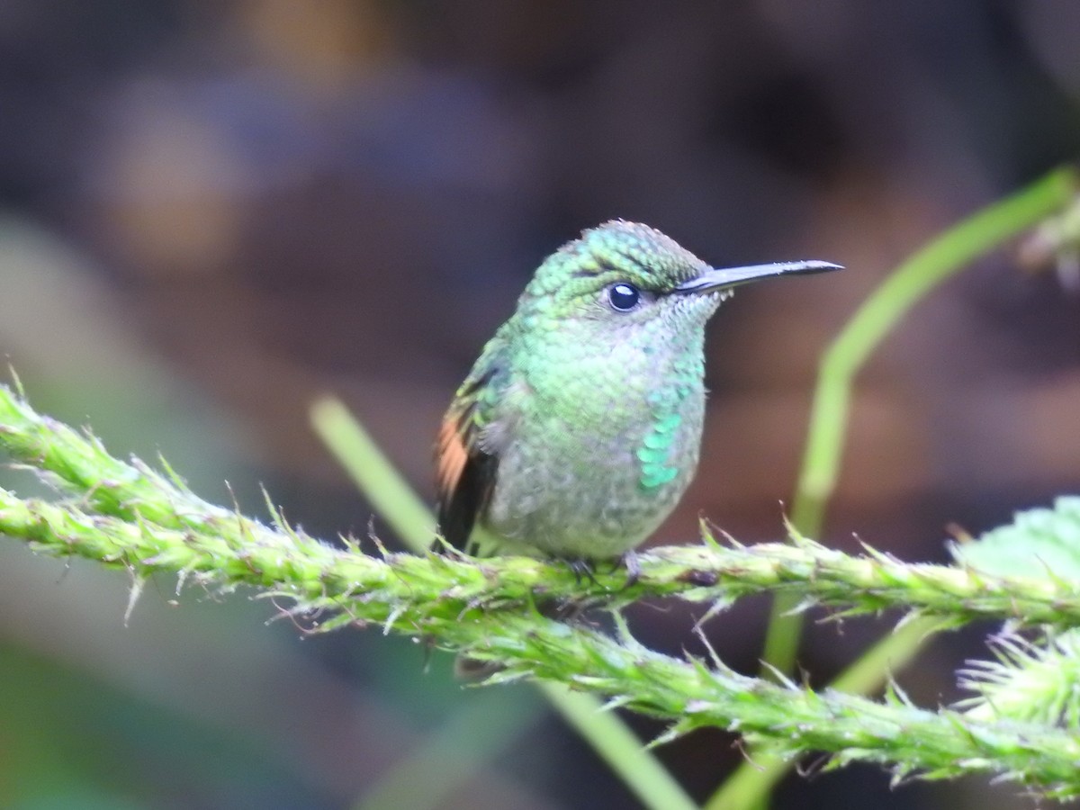 Colibri à épaulettes - ML644285191