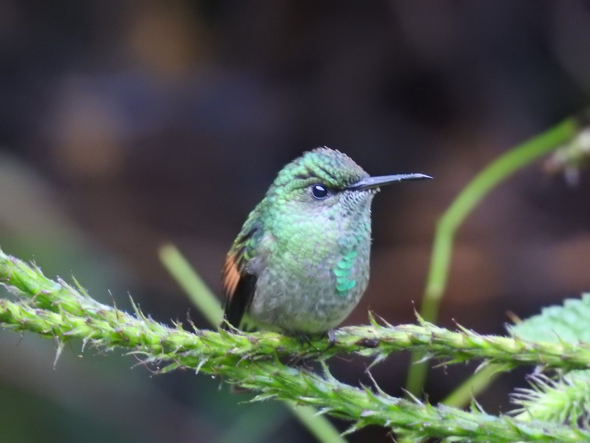 Colibri à épaulettes - ML644285192