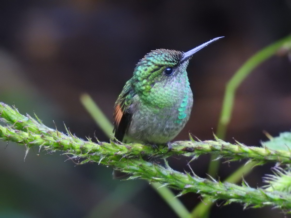 Colibri à épaulettes - ML644285193