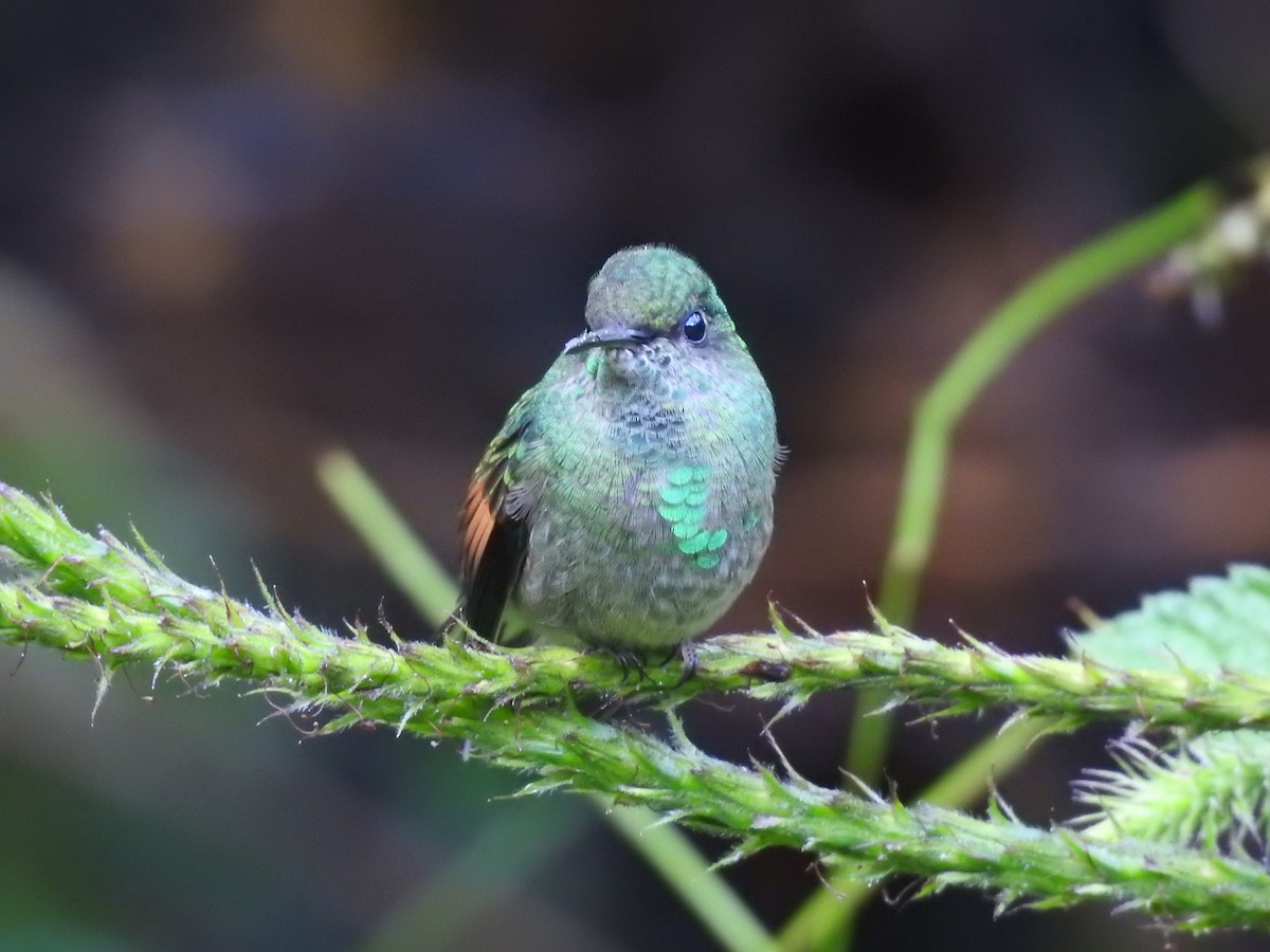 Colibri à épaulettes - ML644285194