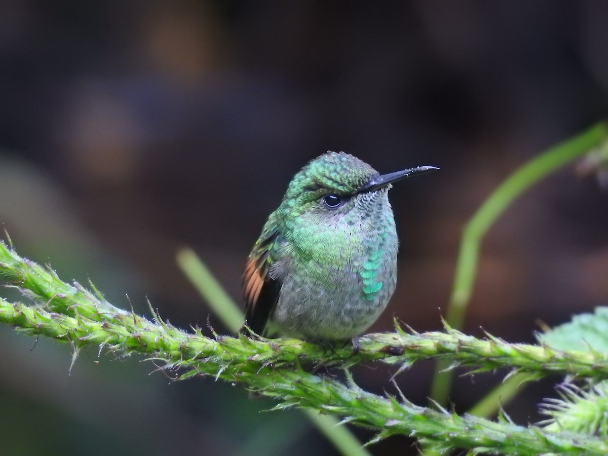 Colibri à épaulettes - ML644285195