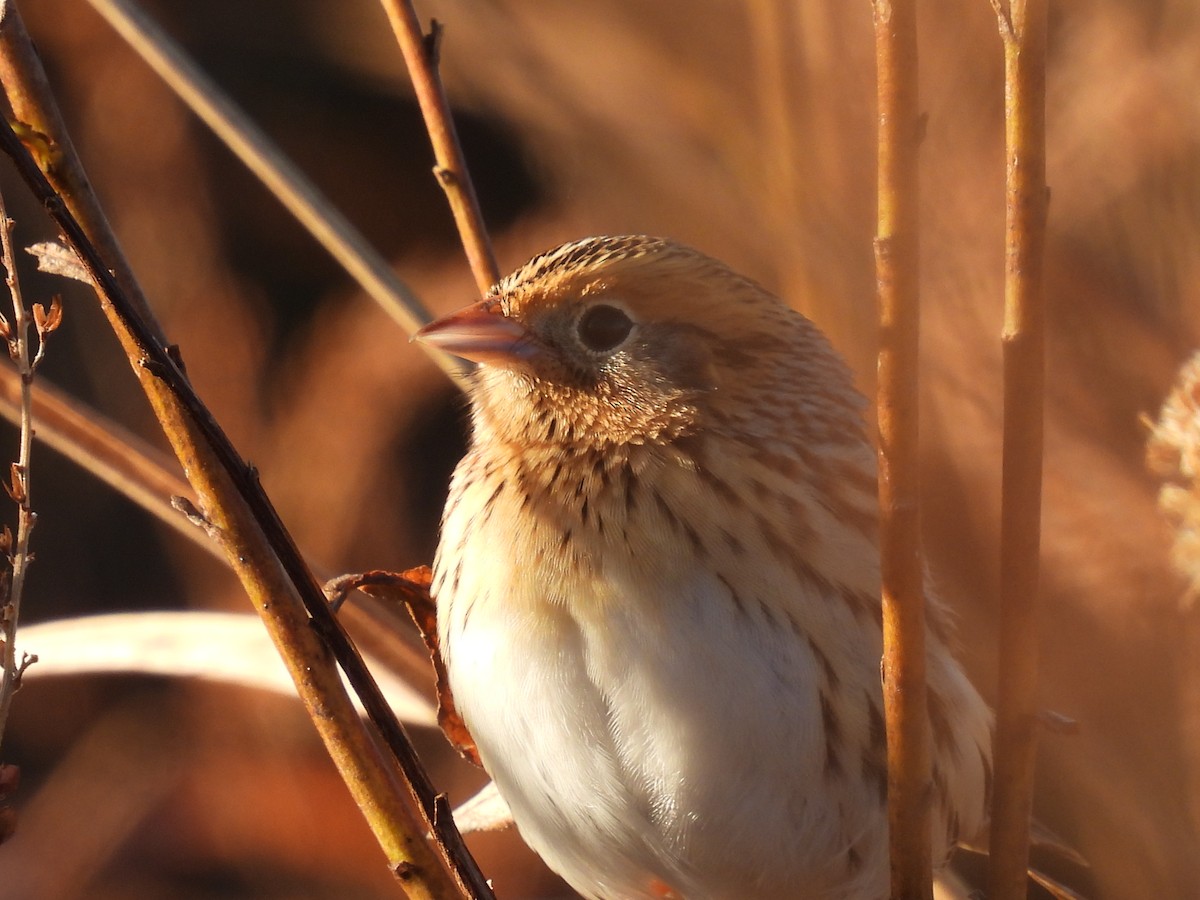 gråørespurv - ML644285197