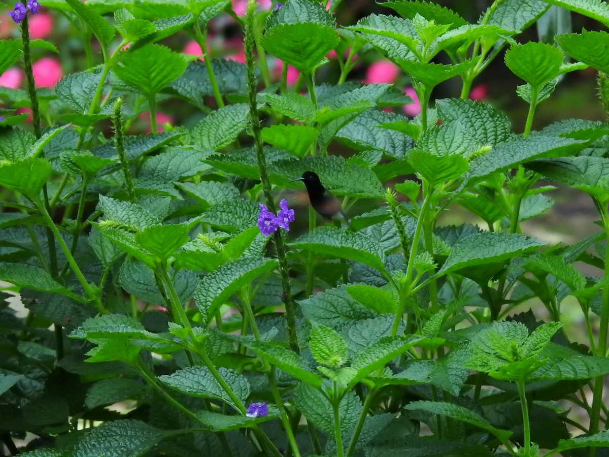 Black-bellied Hummingbird - ML644285208